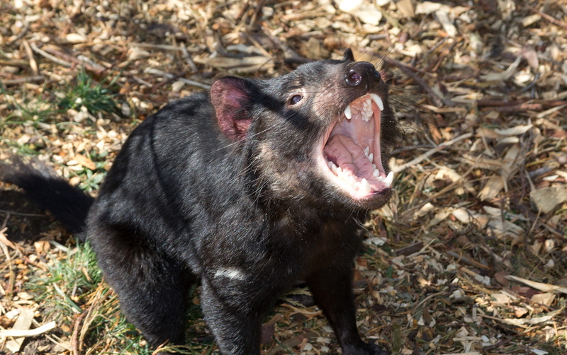 domestic, animal wildlife, mammal, animal, tasmanian devil, australia, 4K, anger, nature, outdoors, outdoor, animal mouth, one animal, land, field, mouth open