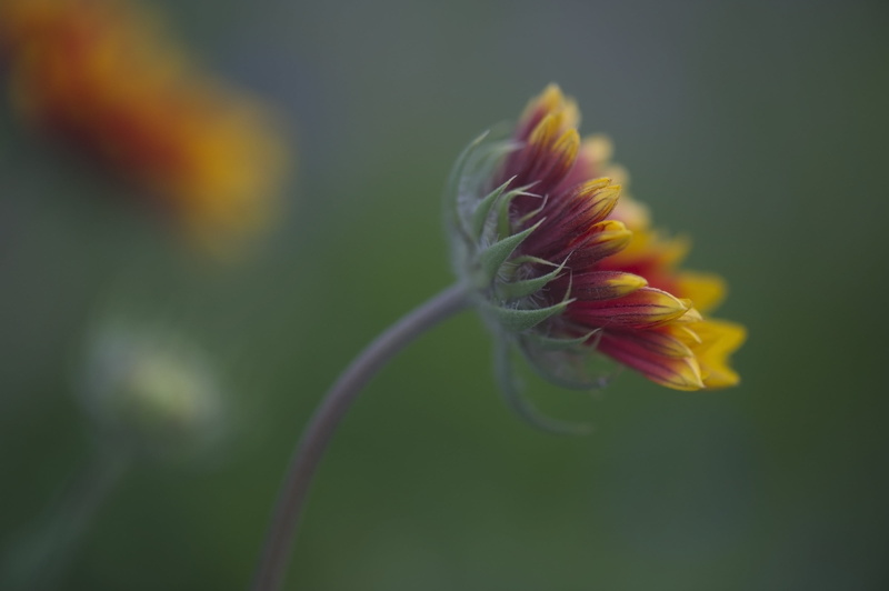 FLICKR, Gaillardia, flower Head, pink, nature, macro, selective focus, close-up, Nikon D3S, beauty In Nature, single Flower, petal, plant, selective, photography
