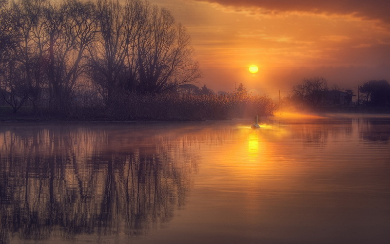 waterfront, sunset, no people, swan, idyllic, sun, lake, reflection, water, nature, cloud - sky, gold, 1080P, tree, house, landscape, shrubs, calm, plant