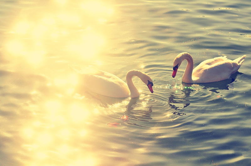 reflection, lake, 1080P, couple, swan