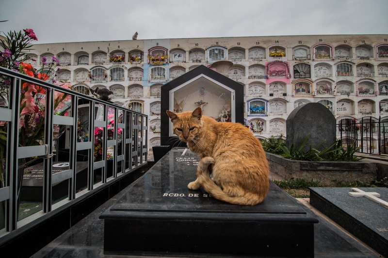 peru, cementerio, cat, callao, no people, sitting, cats, muerte, building exterior, pets, death, one animal, 5K, vertebrate, mammal, feline, domestic animals