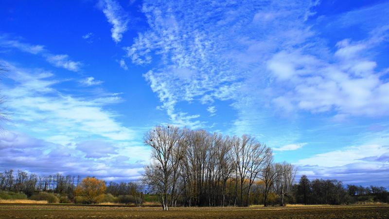 trees, field, beauty in nature, cloud - sky, blue, magic, spacious, land, sky, grass, easter, scenics - nature, distant view, green, no people, light, walk