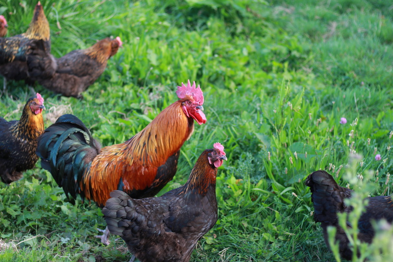 agriculture, land, poulailler, 5K, male animal, coq, field, vertebrate, grass, poules, domestic, nature, animal themes, chicken, mammal, group of animals