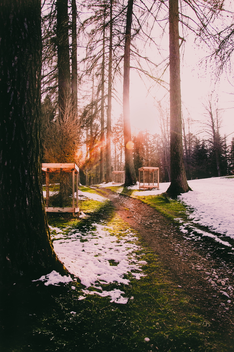 land, tree trunk, trunk, no people, path, beauty in nature, nature, hope, sky, evening, day, sunset, switzerland, park, flare, light, growth, newday, lucerne
