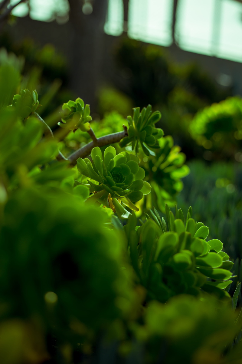 light rays, botany, close up, tree, beauty in nature, vase, growth, day, herbal, plant, freshness, outdoors, green, no people, close-up, fern, micro, bush