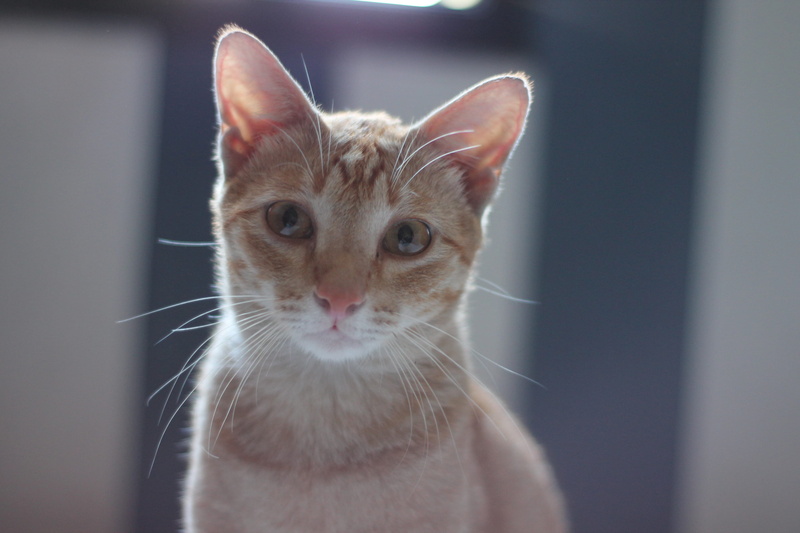 domestic, one animal, whisker, waru, prime lens, indonesia, looking, 50mm, animal head, animal themes, yongnuo, mammal, no people, animal, felix, surabaya