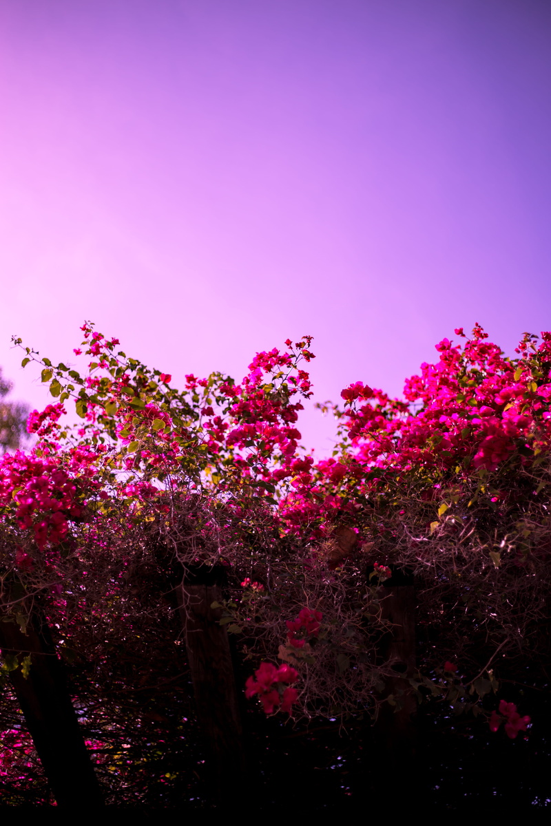 blossom, cherry blossom, pollen, sunlight, beauty in nature, sun rays, flare, petal, pink color, vulnerability, fragility, nature, cherry tree, copy space