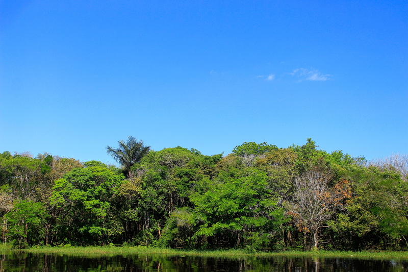 tree, plant, flying, nature, blue, river, 50 mm, summer, environment, clear sky, green color, outdoors, trunk, land, tranquility, landscape, green, rio