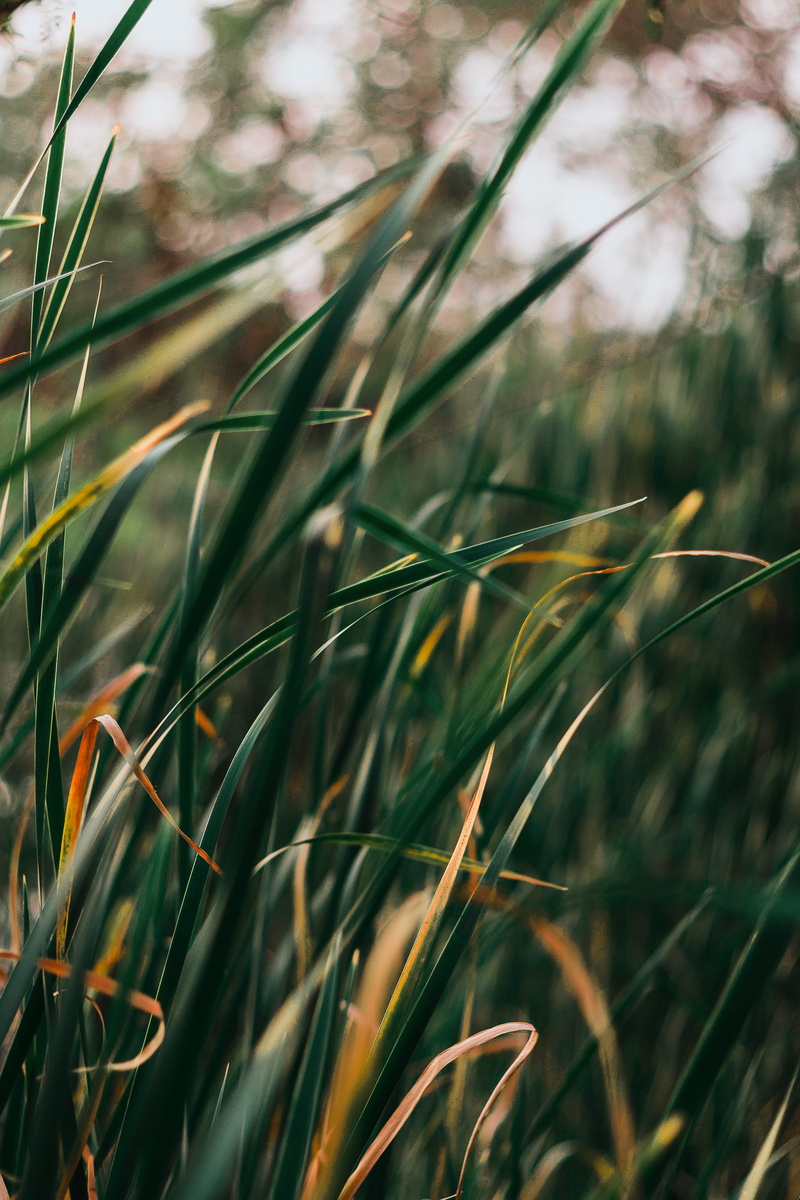 timothy grass, cool tones, beauty in nature, agropyron, anthus, green, moody, crop, cold, sunlight, vintage, trees, field, day, plant, close-up, 50 mm