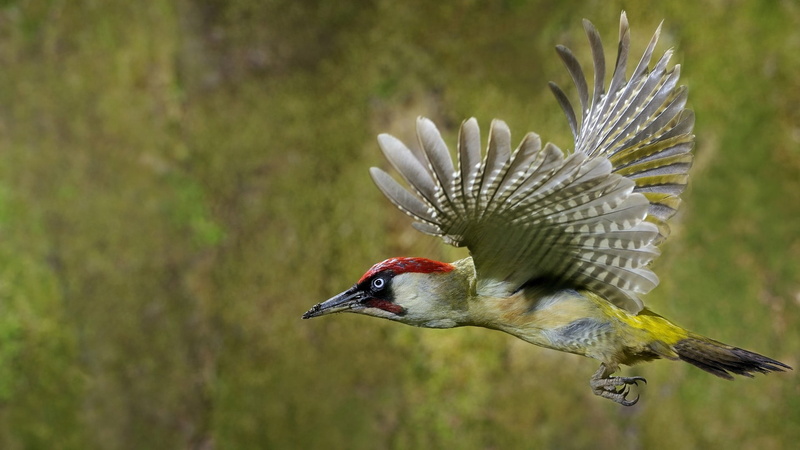 grass, animal Wing, field, animals In The Wild, beak, vertebrate, feather, color Image, side view, male Animal, profile view, animal wildlife, blue, outdoors