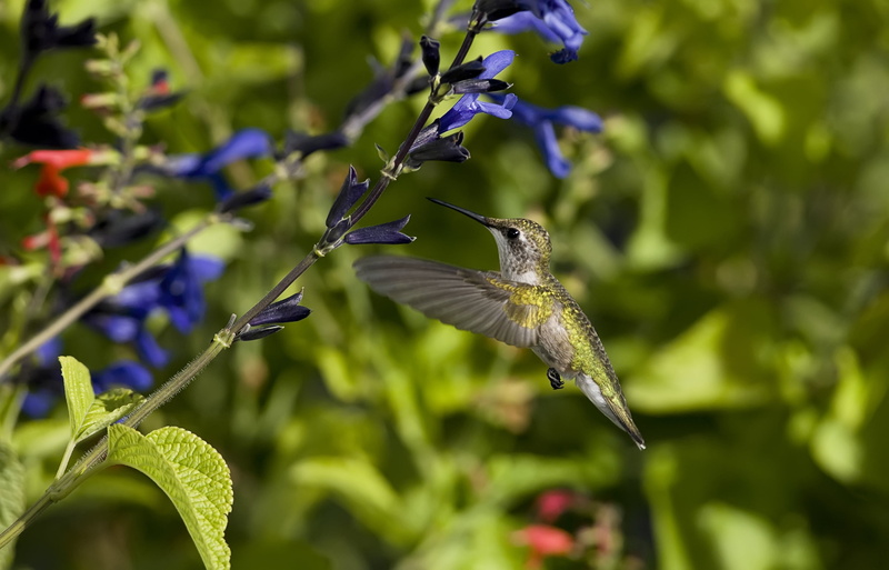 songbird, hummingbird, vertebrate, one Animal, wings, beak, flight, flowers, no people, animal themes, animal Wing, flying, outdoors, hovering, bird, animals Feeding