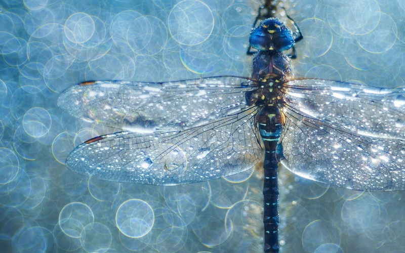 vara, bokeh, blue, summer, 720P, Dragonfly, insect, macro, water, libelula