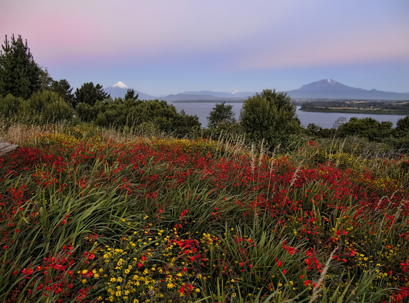 outdoors, petaled, mountain, nature, sky, growth, non-urban scene, plant, tranquil scene, tree, puertovaras, varas, 2K, flowers, no people, scenics - nature