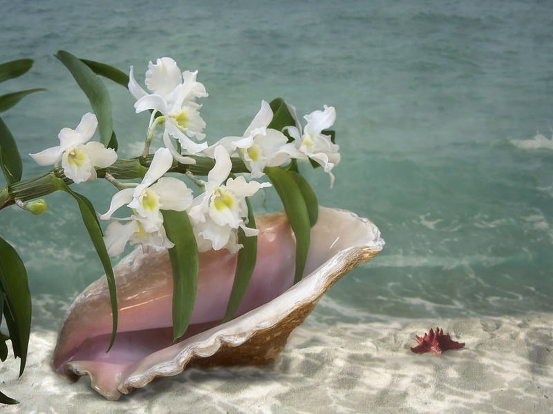 blue, sea, vara, flower, orchid, white, shell, Orchid and sea, summer, water, 480P, daykiney
