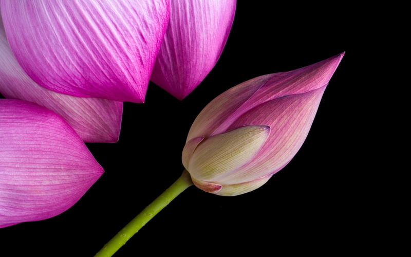Lotus, fragility, pink, softness, 720P, purple, no people, vara, beauty in nature, studio shot, vulnerability, black, close-up, summer, pollen, pink color