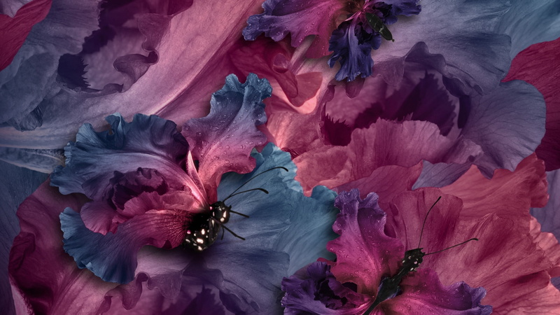 backgrounds, texture, freshness, no people, beauty in nature, pink color, petal, plant, fragility, summer, iris, 2K, flowering plant, flower arrangement