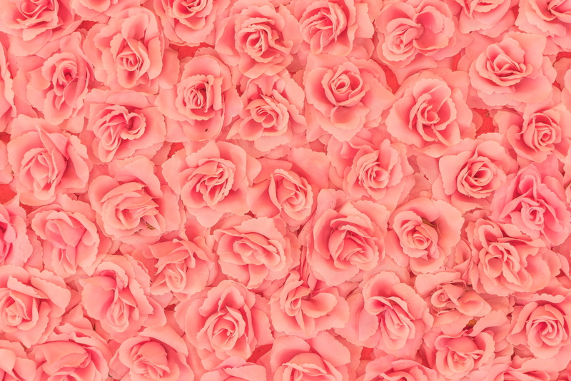 skin, texture, Roses, trandafir, carpet, pink, rose, 5K