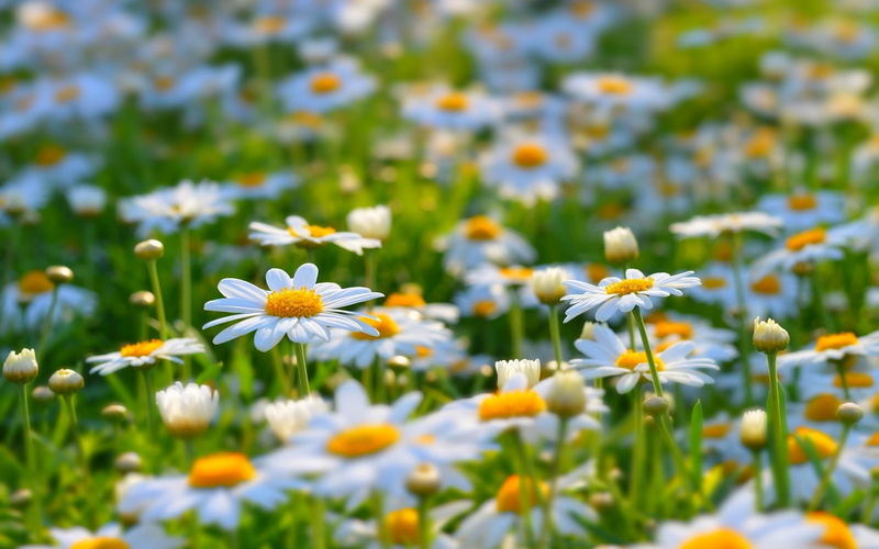 1080P, Flowers, Meadow, White, Nature, Daisies, Summer