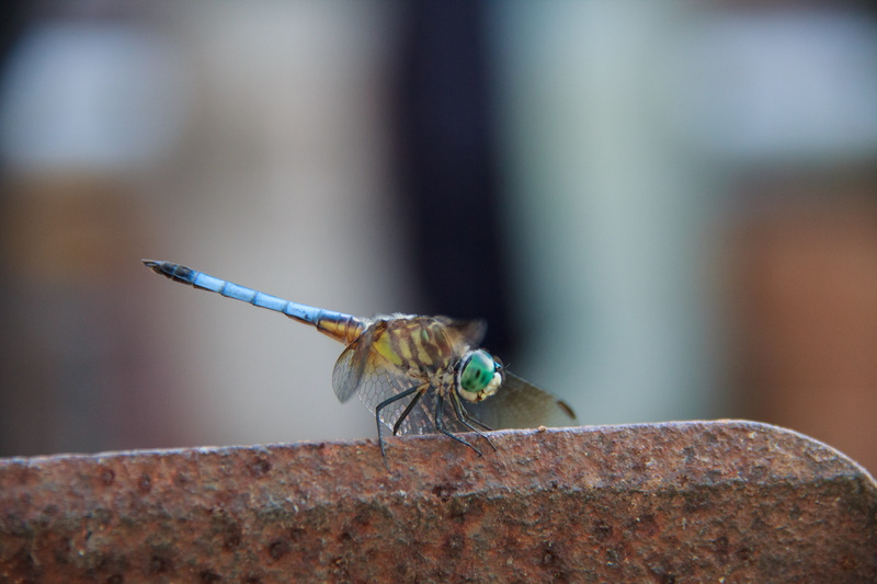 outdoors, insect, bug, day, close-up, animals in the wild, 5K, one animal, dragonfly, invertebrate, selective focus, animal wildlife, animal themes, united states