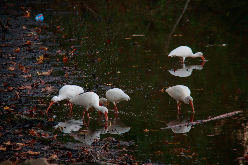 flock of birds, wildlife, beauty in nature, day, baton rouge, outdoors, animal, ibis, united states, vertebrate, flamingo, lake, large group of animals