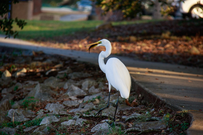 wildlife, side view, eating, great egret, fish, animal, 5K, one animal, water, nature, no people, vertebrate, animals in the wild, white, land, focus on foreground