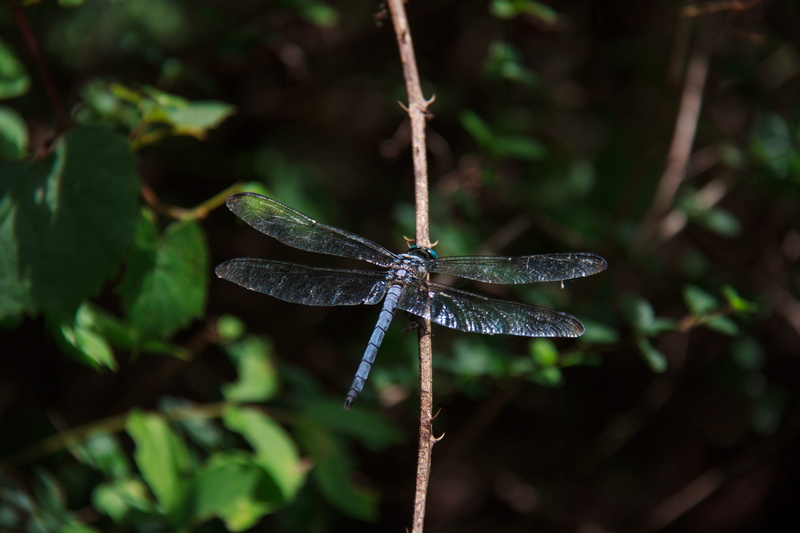 plant, plant part, nature, one animal, animal themes, leaf, animals in the wild, zoology, animal, fairy, butterfly, focus on foreground, wings, dragonfly