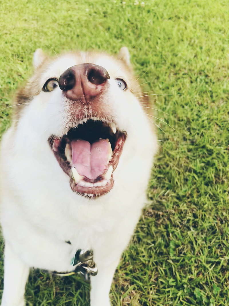 one animal, domestic, mammal, grass, animal head, land, plant, outdoors, eskimo dog, field, animal body part, canine, mouth, day, @dog, animal, 2K, dog