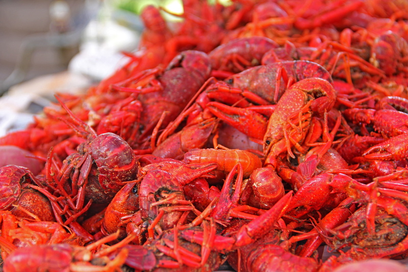 abundance, red, louisiana, baton rouge, seafood, freshness, crustacean, still life, wellbeing, healthy eating, day, crawfish, 5K, dinner, food, no people
