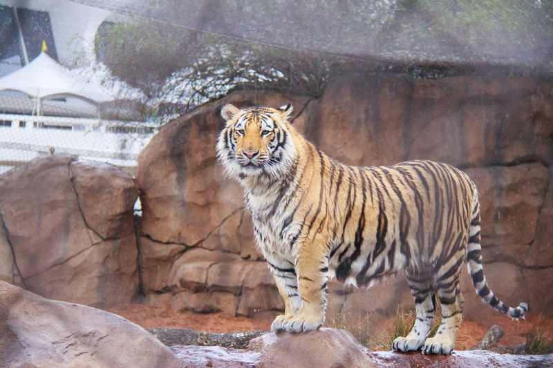 siberian, animal wildlife, animals in the wild, animals in captivity, carnivora, united states, animal, bengal, 5K, no people, rock - object, water, mike the tigers habitat