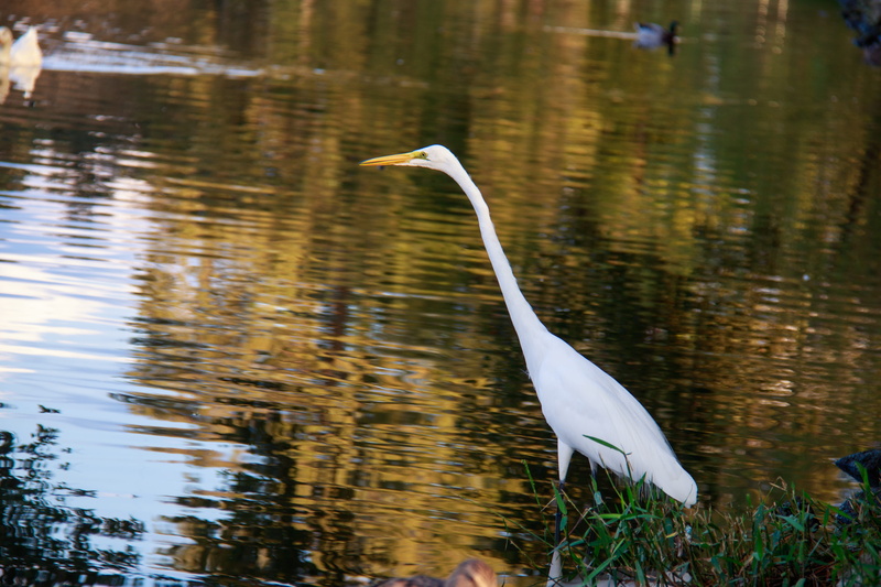 great egret, no people, white, baton rouge, water, bird, water bird, focus on foreground, animal neck, wild, animal wildlife, beauty in nature, egret, lake