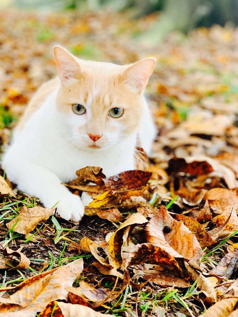 feline, day, autumn, pottery, canine, pet, potted plant, jar, female, vertebrate, close-up, leaf, land, whisker, vase, domestic, animal themes, mammal