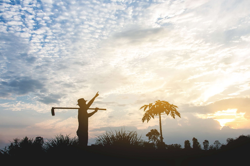 forest, cloud - sky, low angle view, human arm, orange color, spirituality, dream, land, plant, tree, agriculture, scenics - nature, farmer, nature, smart