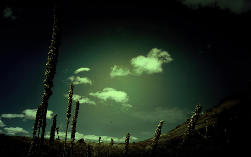 plant, dark, white, harmony, clouds, 2K, 3d and abstract, nature, silhouette