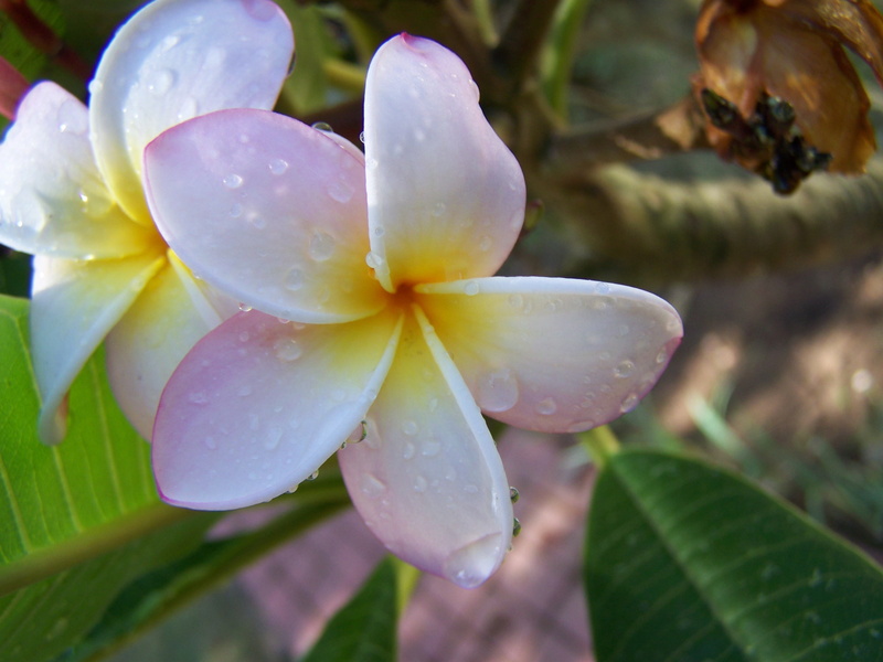 nature, Plumeria, flowers, 2K