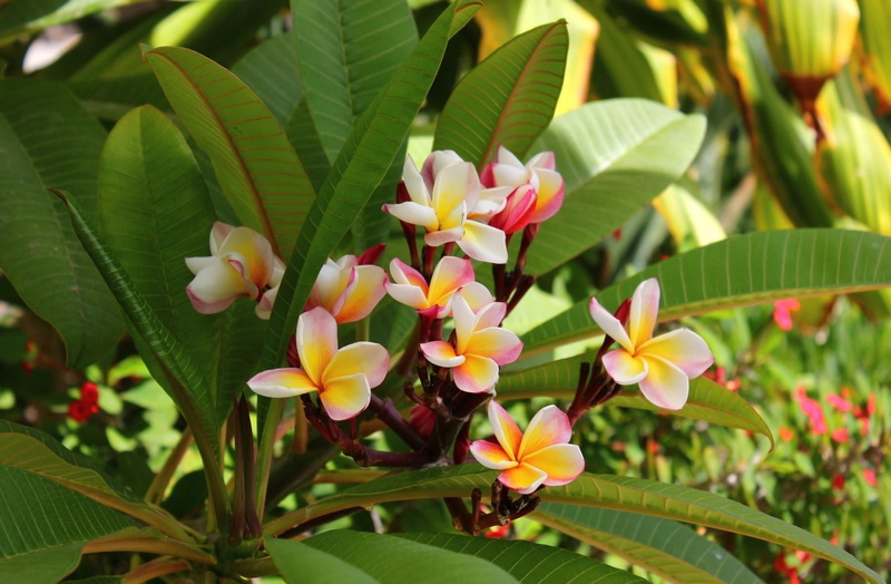 flowering plant, fragility, 720P, yellow, flower, leaf, leaves, scented, bali, tree, tropical Climate, blossom, day, vulnerability, pink Color, close-up