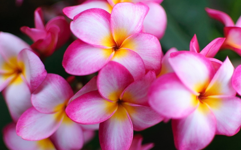 white, Flowers, Pink, Plumeria, petaled, 1080P, close