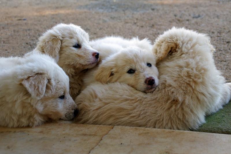 two animals, dog, animal themes, domestic, group, 4K, white, no people, maremma, sitting, sheepdog, lying down, domestic animals, group of animals, puppies