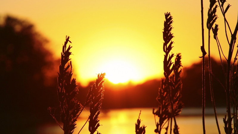 plants, spikelets, silhouette, sunlight, nature, 1080P, sunset