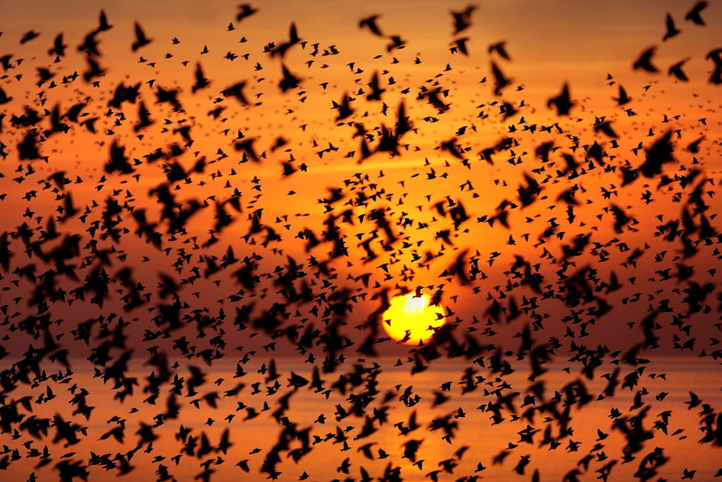 animals in the wild, group of animals, flying, animal, no people, outdoors, animal wildlife, nature, sunset, mid-air, animal themes, bird, large group of animals