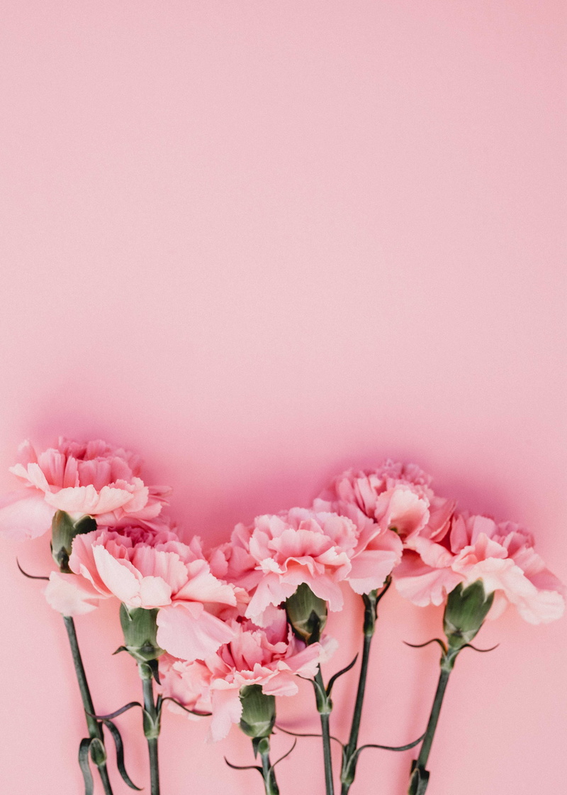 pink color, no people, flowers, vulnerability, pink background, freshness, bouquet, united states, fragility, pink flowers, flower, flowering plant, plant stem