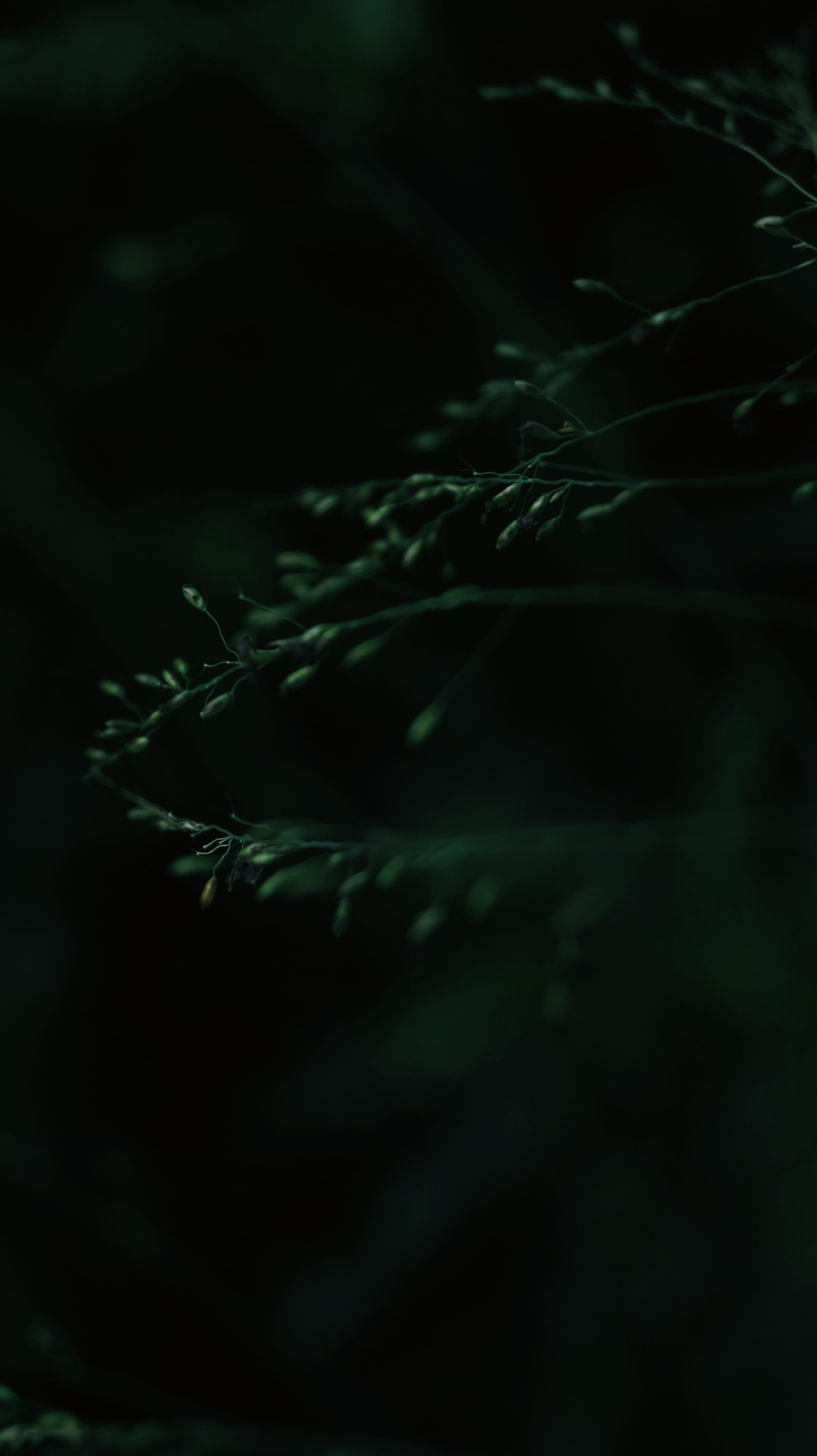 greenery, night, close-up, botanical garden, deep, tree, nature, dakr, backgrounds, no People, twig, dark, botanic, deepth, green, underwater, depth of field