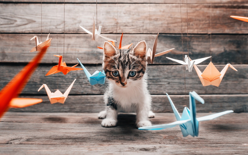 origami, indoors, photography, domestic, kittens, cat, one animal, looking at camera, day, portrait, feline, chairs, wooden, kitten, no people, white, vertebrate