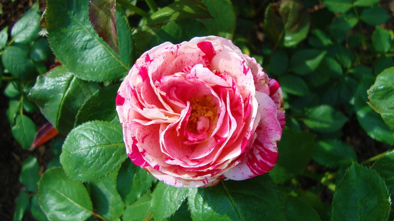 variegated, rose, beauty, 1080P, nature, luna, species, flowers, nature and landscapes
