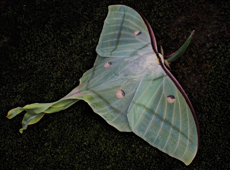 mr luna, vulnerability, close-up, green color, fragility, butterfly - insect, 4K, high angle view, day, moths, green, nature, outdoors, leaf, no people