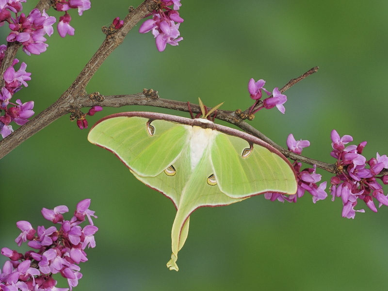 Animal, 720P, Branch, Luna Moth, Pink Flower, Flower, Moth, Insect