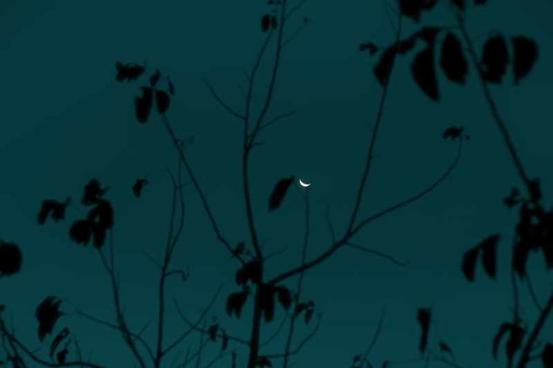 moon crescent, low angle view, outer space, dusk, 5K, animal themes, animal, bloom, universe, underwater, plant, blooming moon, moon, growth, tree, sea