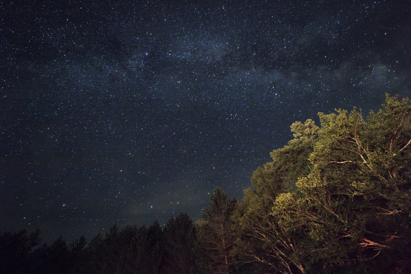 no people, scenics - nature, full, growth, star field, nightsky, tranquil scene, milkyway, constellation, astronomy, plant, starry, space and astronomy