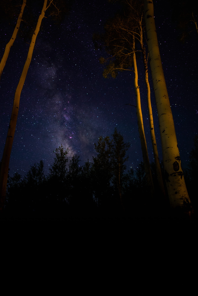 dark, beauty in nature, land, nature, star - space, tree, growth, purple, forest, low angle view, silhouette, milkyway, tranquil scene, trunk, plant, night