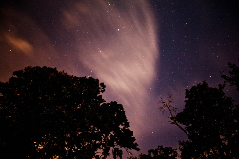 photography, nature, tranquility, no people, 4K, time, nightsky, star field, star, astronomy, space, plant, trees, lapsed, galaxy, tree, infinity, stars