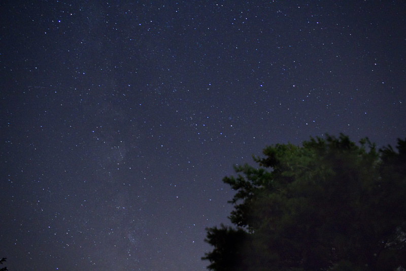 tree, tranquil scene, green, star field, star, star - space, night sky, growth, plant, tranquility, astronomy, angle, leafed, low angle view, beauty in nature
